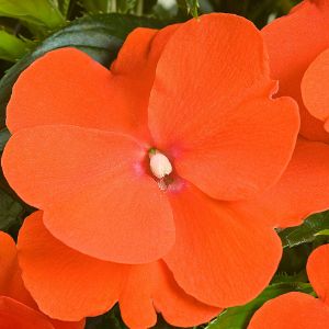 Impatiens (New Guinea)